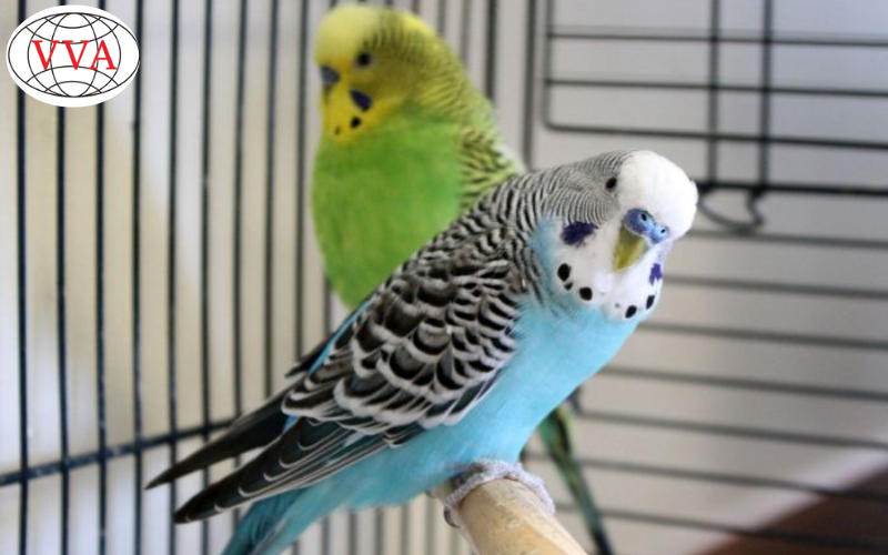 Hình 3: Lồng chim Yến Phụng 